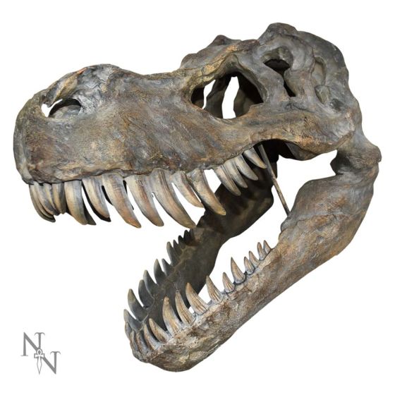 Wandobjekt Tyrannosaurus Rex Large Skull 51.5cm Polyresin handbemalt