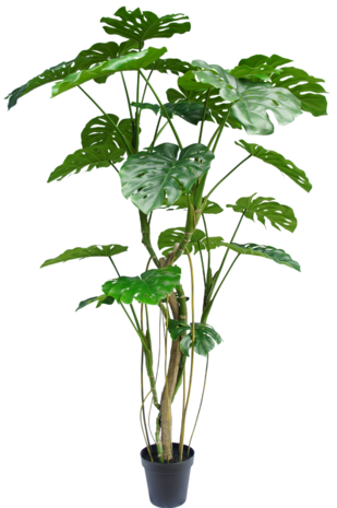 greenmoods-kunstpflanze-monstera-210-cm Kunstpflanze MONSTERA H:210cm