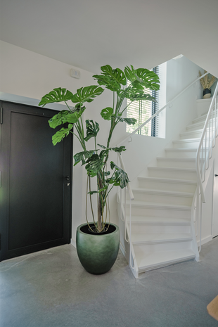 greenmoods-kunstpflanze-monstera-210-cm-1 Kunstpflanze MONSTERA H:210cm